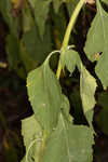 Yellow crownbeard